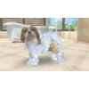 Nintendogs + cats Bouledogue Français & ses nouveaux amis Nintendo 3ds